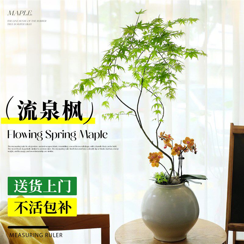 流泉枫绿植高级感客厅室内办公室桌面枫树盆景四季养活