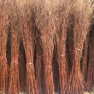 龙柳干枝鲜枝曲柳树枝龙桑玄关隔断橱窗落地装饰鸟巢婚庆拱门道具