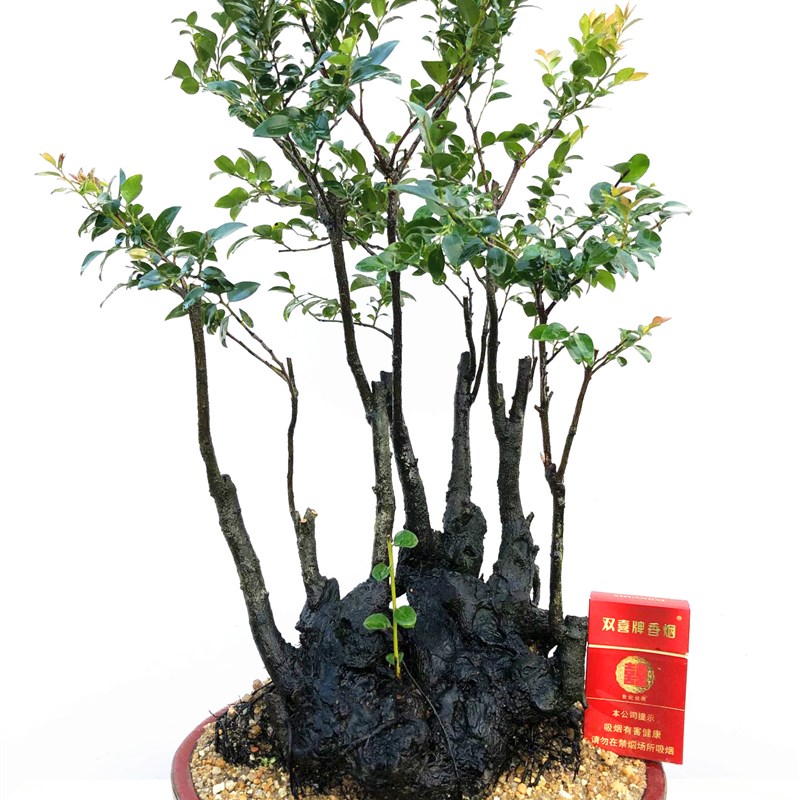 小叶紫檀盆景盆栽树苗绿植物树桩黑骨茶室内阳台桌面四季常青耐寒