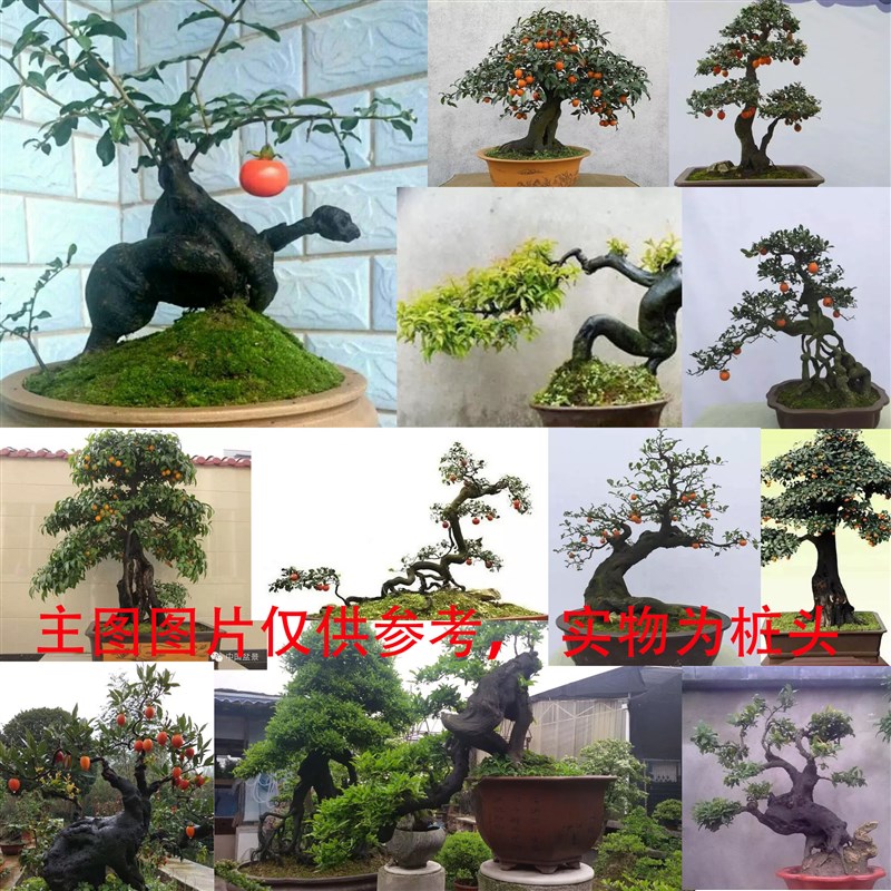 金弹子盆景老桩绿植花卉阳台室内盆栽常青不落叶兰瓶花盆栽树桩头