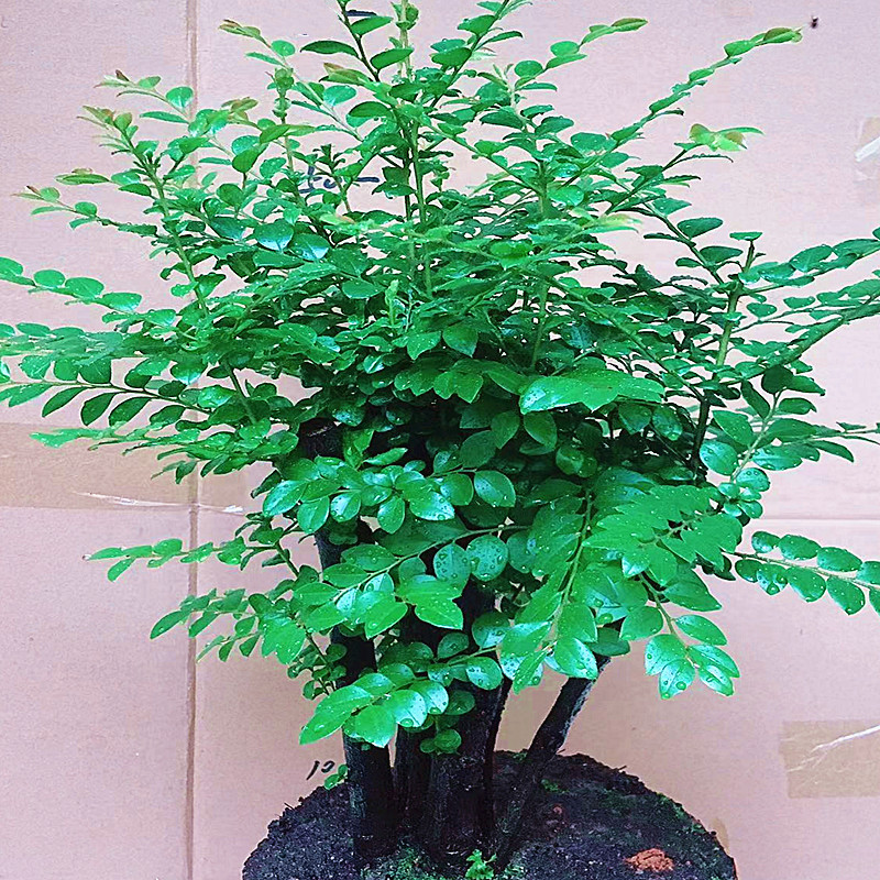 室内名贵小叶紫檀盆景树桩四季常青办公桌面绿植黑骨茶黑檀木盆栽