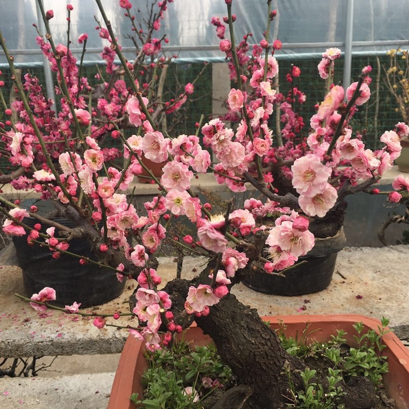 一物一拍实物梅花盆景原生宫粉梅 宫粉梅老桩矮霸造型树桩室内耐