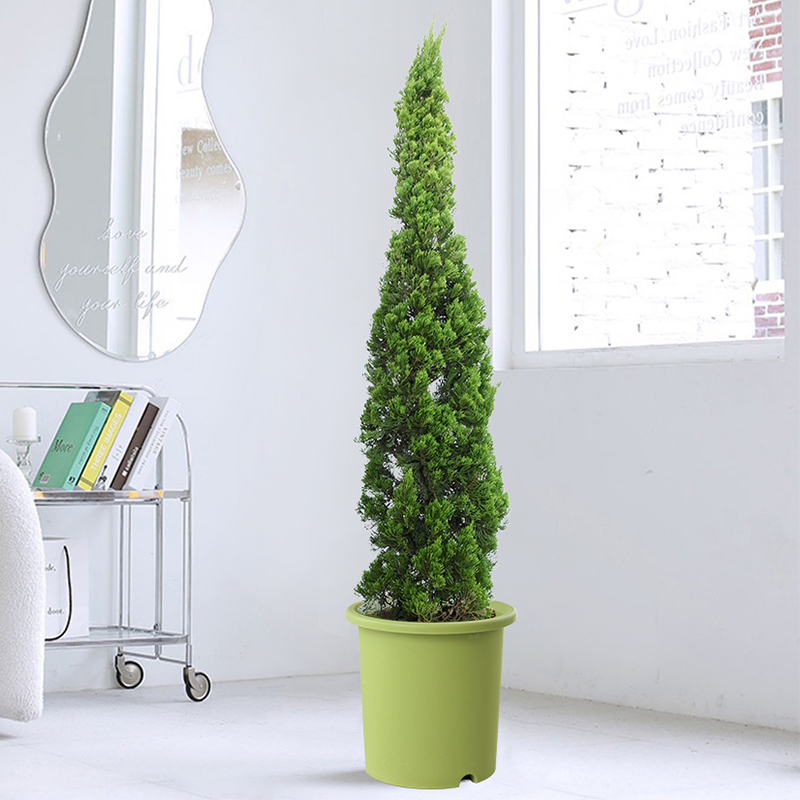 塔松盆栽松柏室内绿植北欧风客厅办公室耶诞树观叶净化空气庭院