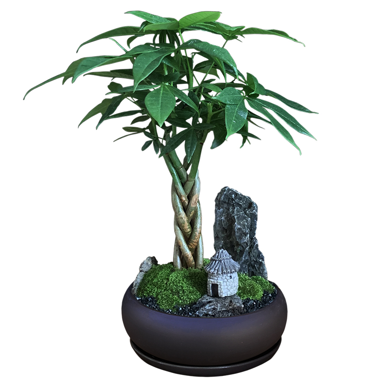 发财树盆栽植物室内花卉绿植办公好养客厅四季常青招财树造型盆景