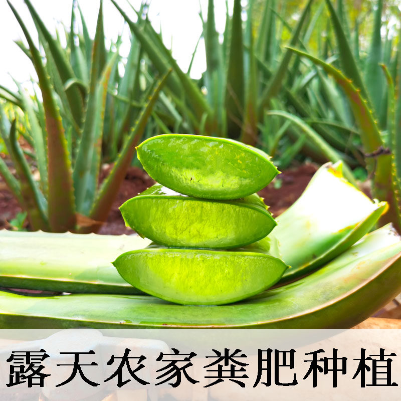 库拉索芦荟叶片新鲜奶芦荟美容院灌肤芦荟盆栽绿植大粘稠芦荟绿植,鲜花速递/花卉仿真/绿植园艺,绿植,淘宝优惠券,粉丝福利购,淘宝优惠卷
