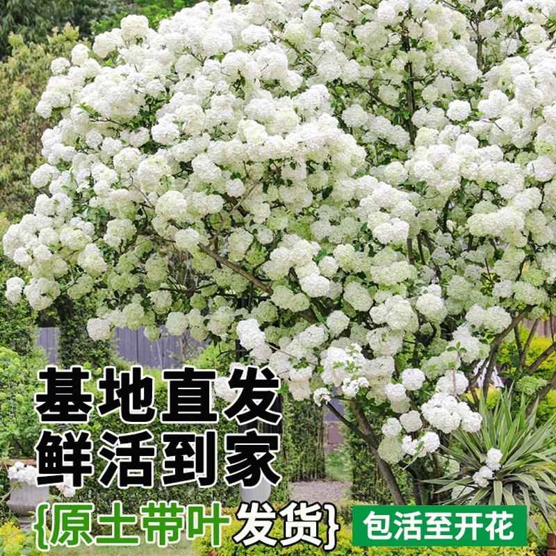 四季木绣球树苗中华木绣球大花斗球高档阳台绿植盆栽庭院地栽耐寒