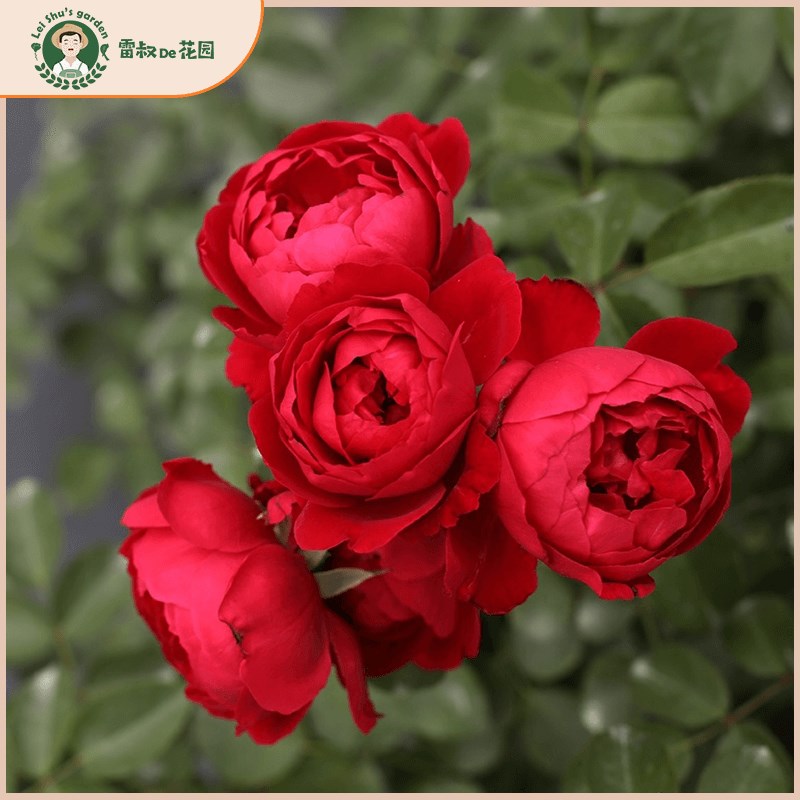 雷叔的花园佛罗仑蒂娜月季花苗正红色爬藤拱门围墙花栏造型盆栽地