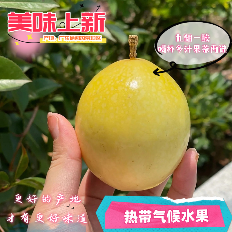 新鲜九四季晶皱皮白广东批发