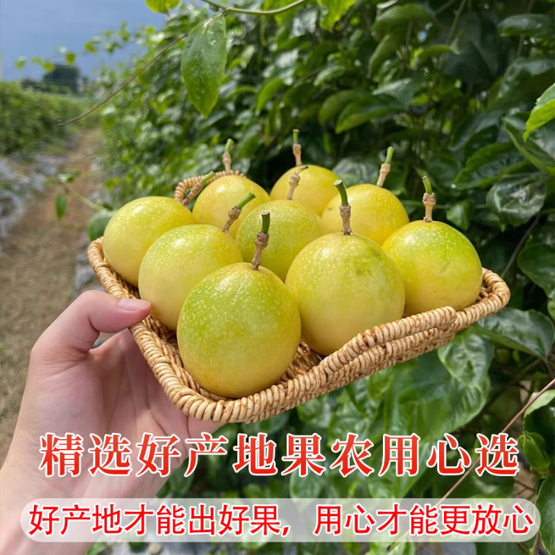 《百香果黄金9号》新鲜九四季晶皱皮白广东批发纯甜