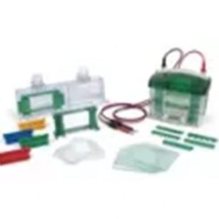 1658001伯乐小型垂直电泳槽电泳仪耗材配件Bio-Rad