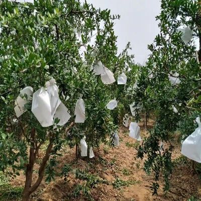 石榴专用水果套袋露天防晒
