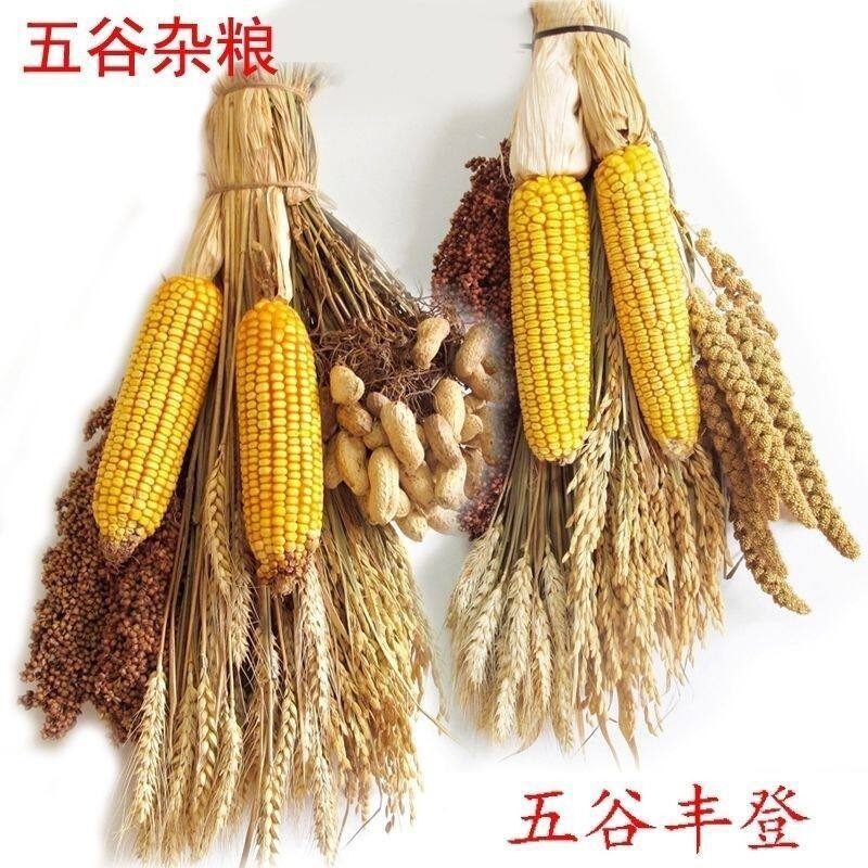 真实玉米串挂件辣椒麦穗干