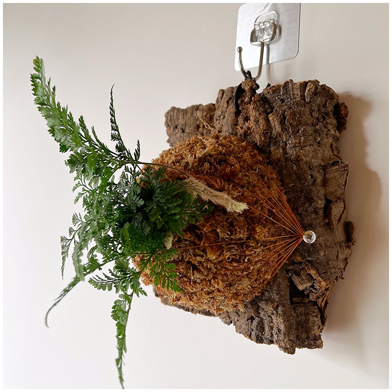 小植之家 狼尾蕨盆栽植物银线蕨室内桌面蕨类绿植墙微景观雨林缸