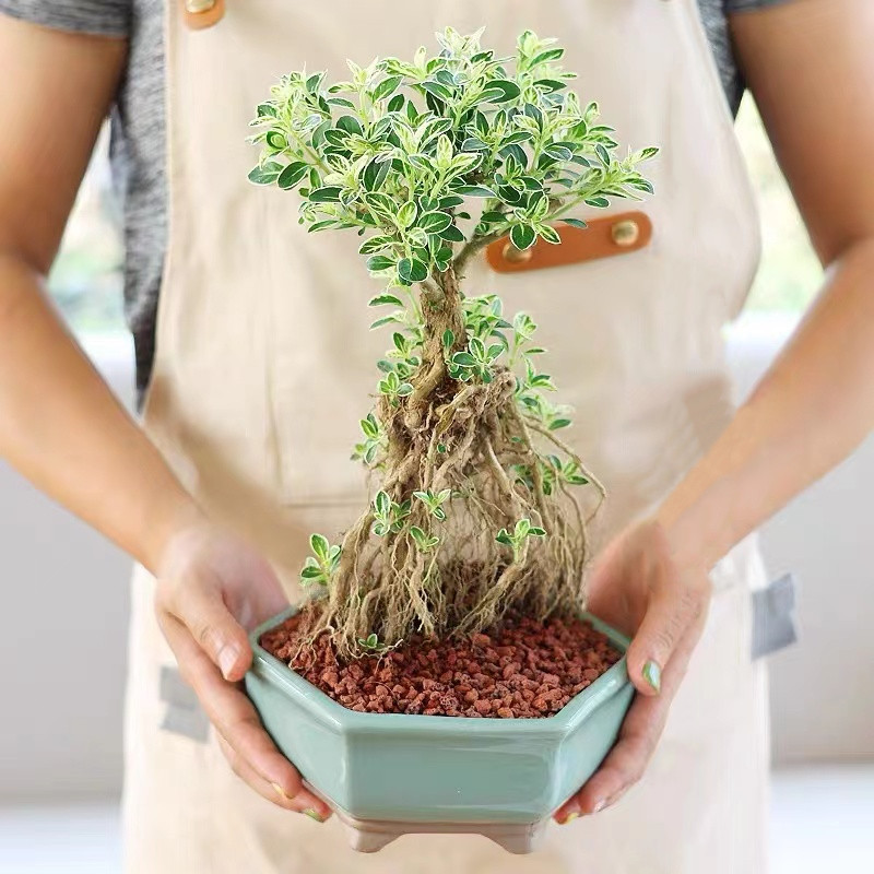 金边六月雪盆景老桩造型悬崖提根盆栽室内绿植红花好养活桌面摆件