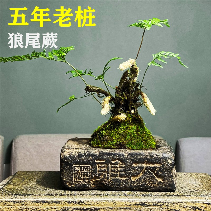 狼尾蕨老桩假山造景耐干耐湿易养绿植吸水石盆景盆栽老苗造景植物