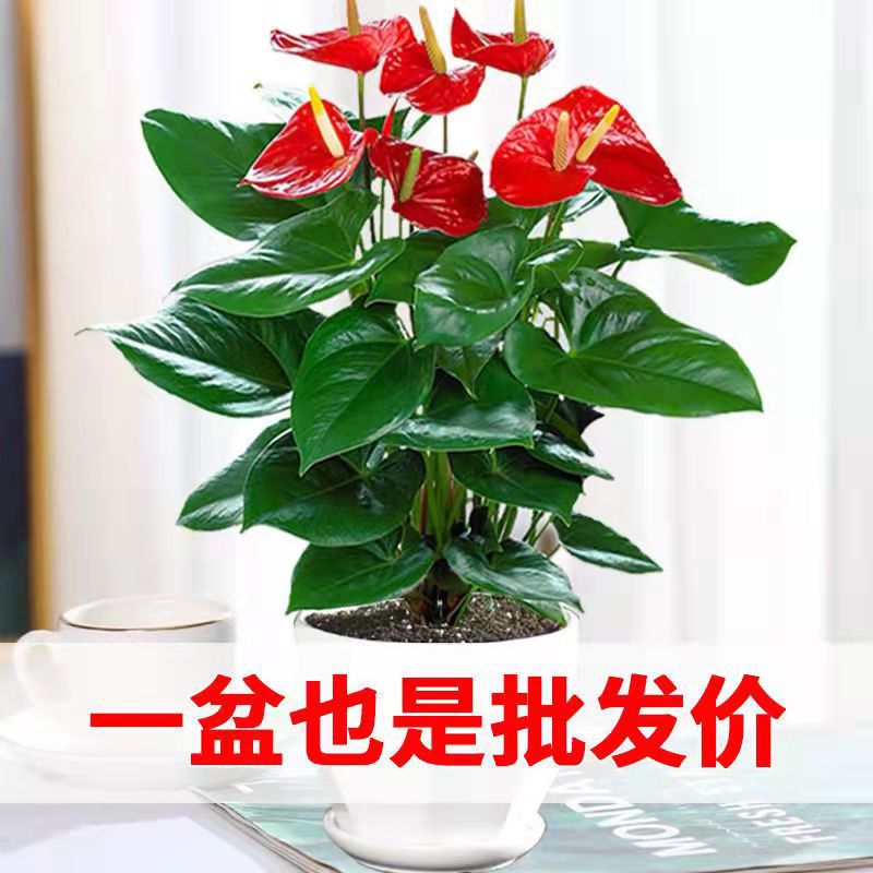 基地红掌粉掌盆栽观花植物绿色一帆风顺小盆栽优质粉掌土培水培花