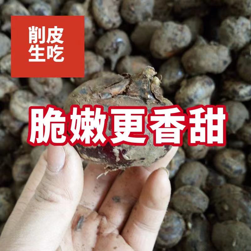马蹄当应季新鲜时令水果蔬菜5斤现挖脆超甜地栗荸荠饽荠小果