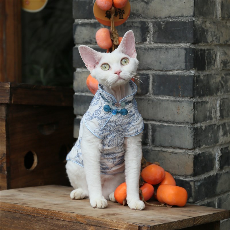 民国风旗袍任发财德文猫衣服无毛猫衣服斯芬克斯