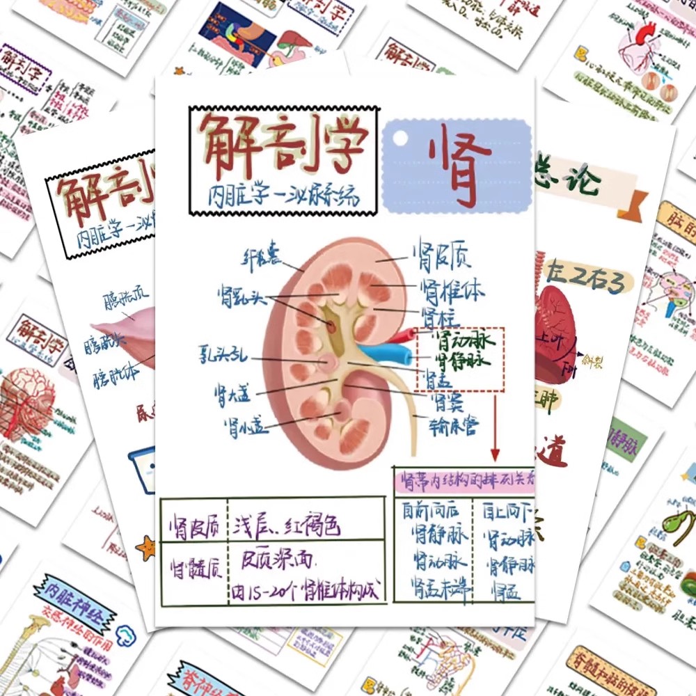 日常人体解剖医学贴纸人体