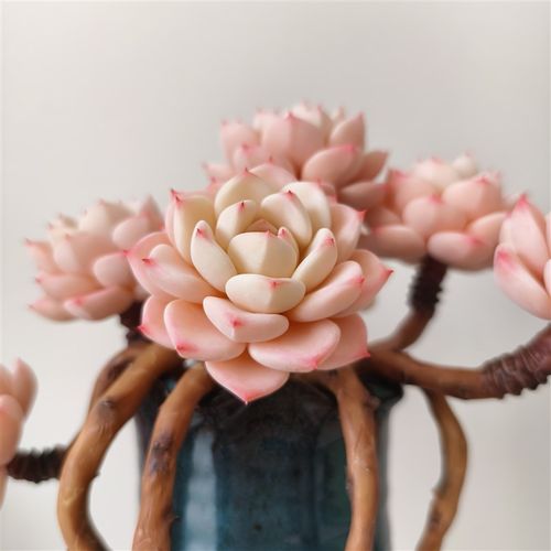 粘土手工雪域多肉植物老桩室内客厅书房装饰仿真盆栽办公桌