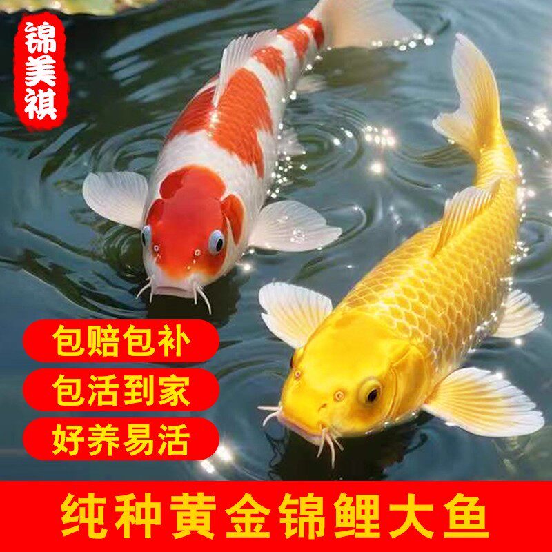 招财锦鲤鱼活鱼观赏鱼纯种金鱼大型黄金红白锦鲤好养耐活冷水淡水