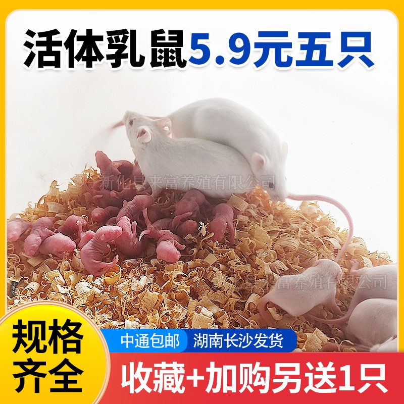 活体乳鼠红粉皮白霜无菌喂角蛙饲料爬虫猫粮小白鼠爬宠包邮蜥蜴龟