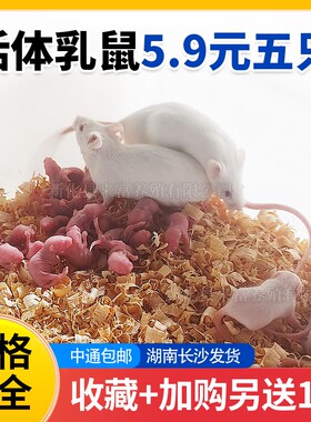 活体不包活红粉皮白霜无菌喂角蛙饲料爬虫猫粮小白鼠爬宠包邮蜥蜴