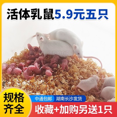 活体乳鼠红粉皮白霜无菌喂角蛙饲料爬虫猫粮小白鼠爬宠包邮蜥蜴龟