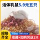 活体不包活红粉皮白霜无菌喂角蛙饲料爬虫猫粮小白鼠爬宠 包邮 蜥蜴