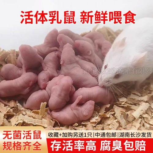 乳鼠无菌小白鼠红粉皮白霜喂喂角蛙饲料爬虫猫粮爬宠食物