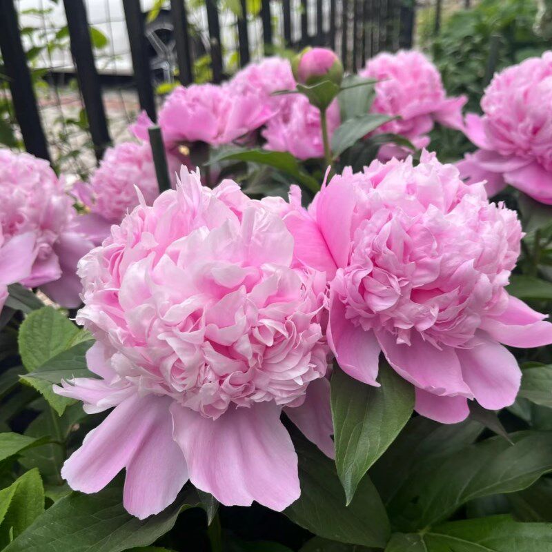 芍药花苗重瓣带芽根块好养活室内盆栽植物多年生庭院花卉芍药种根