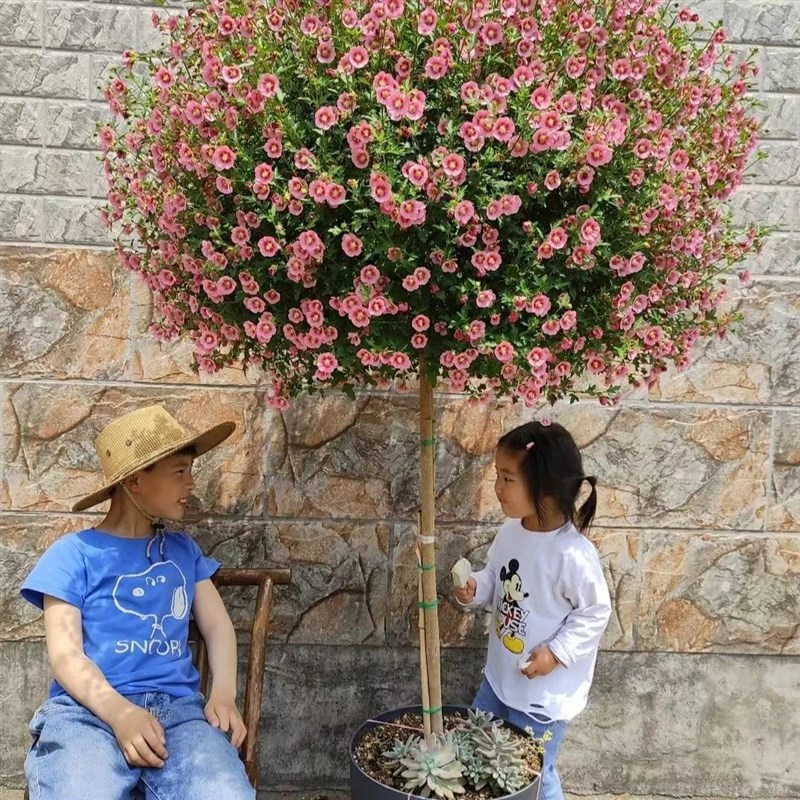 小木槿独杆棒棒糖盆栽四季开花阳台庭院植物开花不断简单易活花卉