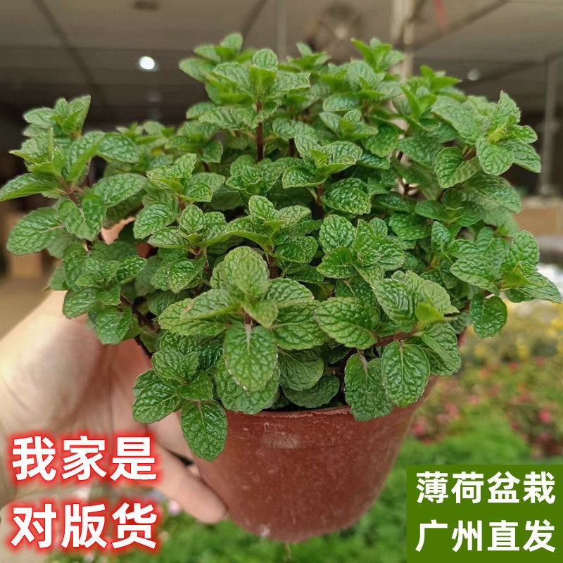 薄荷盆栽可食用花卉绿植大盆留兰香猫薄荷迷迭香室内四季驱蚊植物