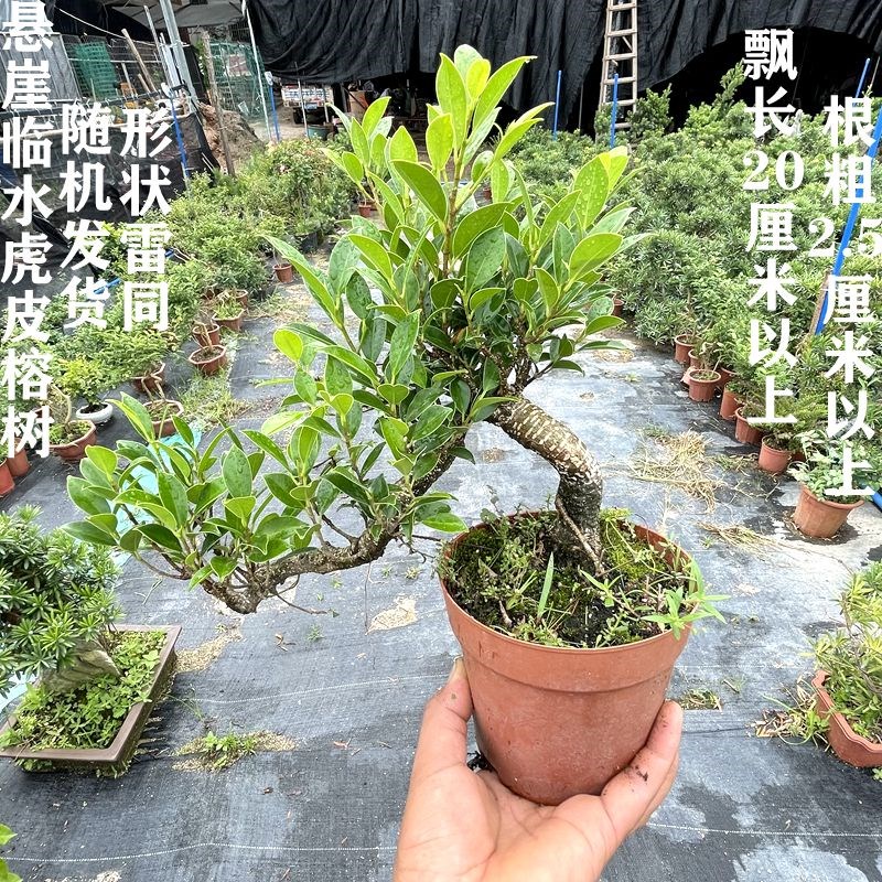 榕树罗汉松榆树福建茶栀子花植物绿植观叶盆栽室内
