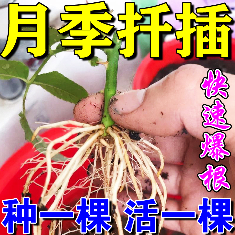 【月季玫瑰扦插必选】扦插生根液促生根促发芽花苗老桩专用营养液