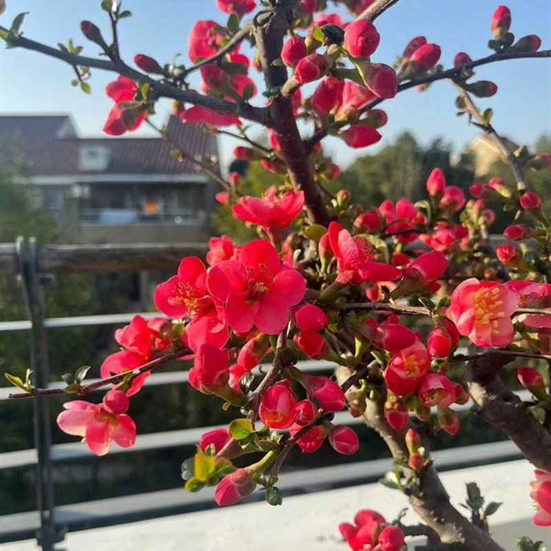 木瓜海棠盆景老桩原生四季海棠花盆栽阳台室内盆栽绿植海棠果树苗