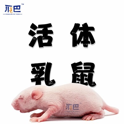 活乳鼠无菌爬宠饲料角蛙猫粮红粉皮虫小白霜食品蜥蜴守宫龟宠物蛇