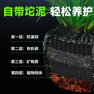 泰国水剑坨草溪流缸南美鱼缸造景水草植物后景阴性阿根廷九冠淡水