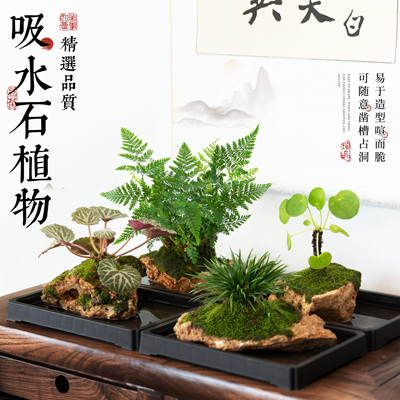 吸水石绿植水培植物狼尾蕨盆栽懒人好养虎耳草耐阴镜面草菖蒲盆景