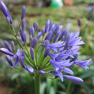 百子莲盆栽紫君子兰蓝花君子兰非洲百合花四季种植多年生包邮