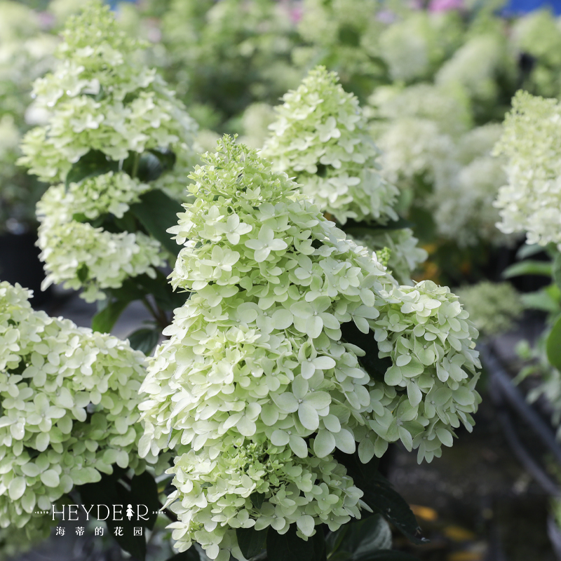 海蒂的花园 夏日美人圆锥绣球木本植物大花庭院露台花卉盆栽花苗