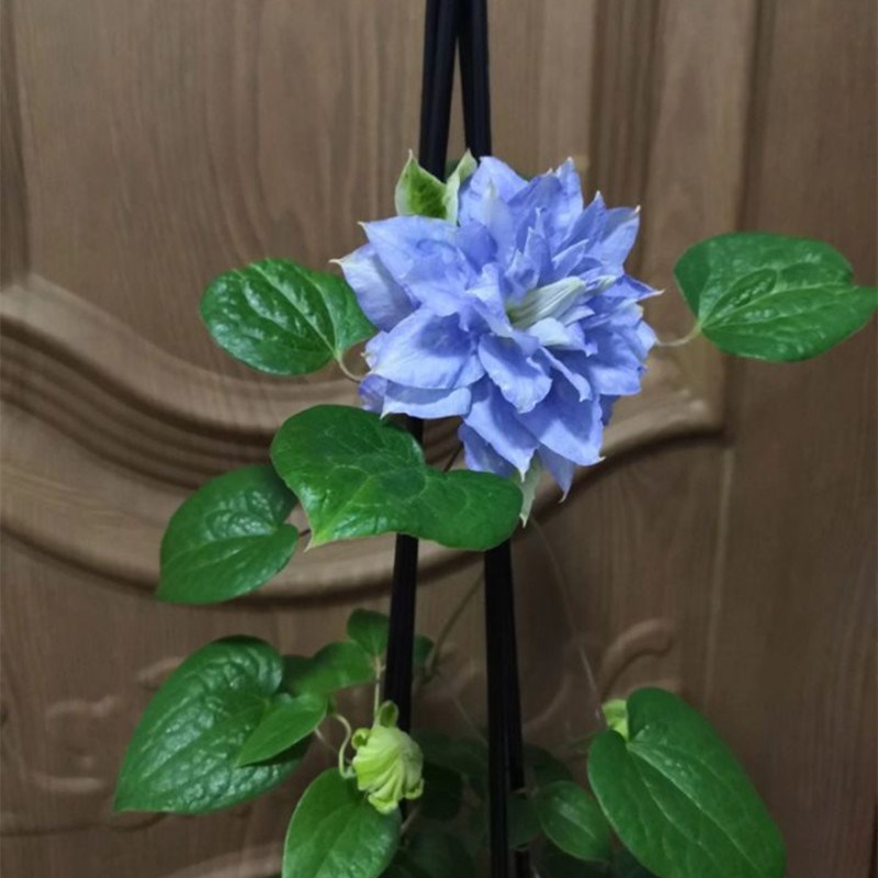 马祖里铁线莲盆栽爬藤植物小中大苗3类耐寒热大花藤本花卉