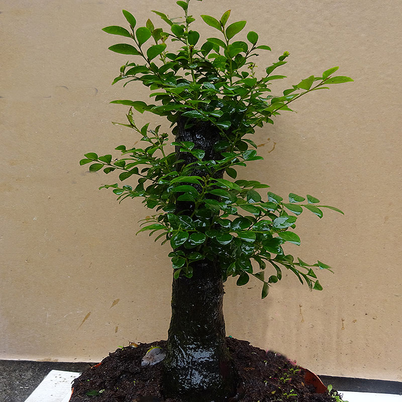 小叶紫檀盆景树桩室内桌面阳台绿植四季常青植物除甲醛树苗小盆栽