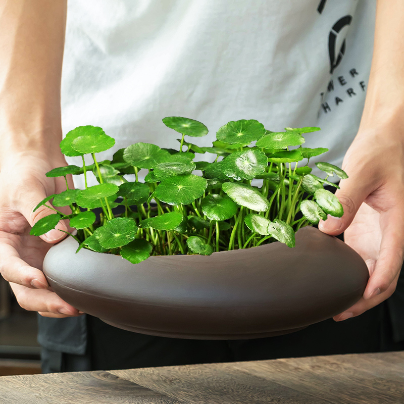 铜钱草水培花盆家用水养绿植桌面金钱草专用紫砂带托盘无孔大小号
