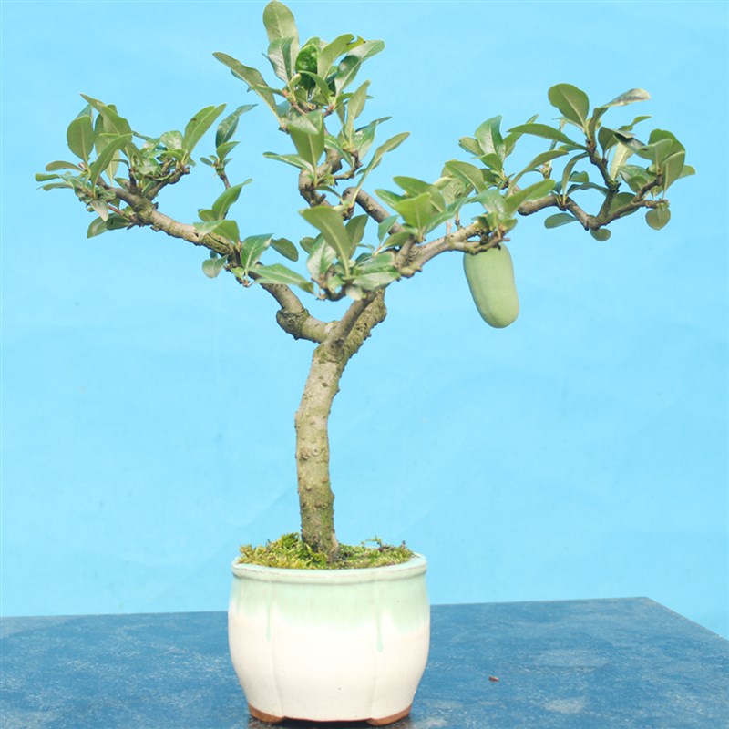 木瓜海棠盆景树桩室内客厅绿植花卉开花结果好养活老桩造型盆栽
