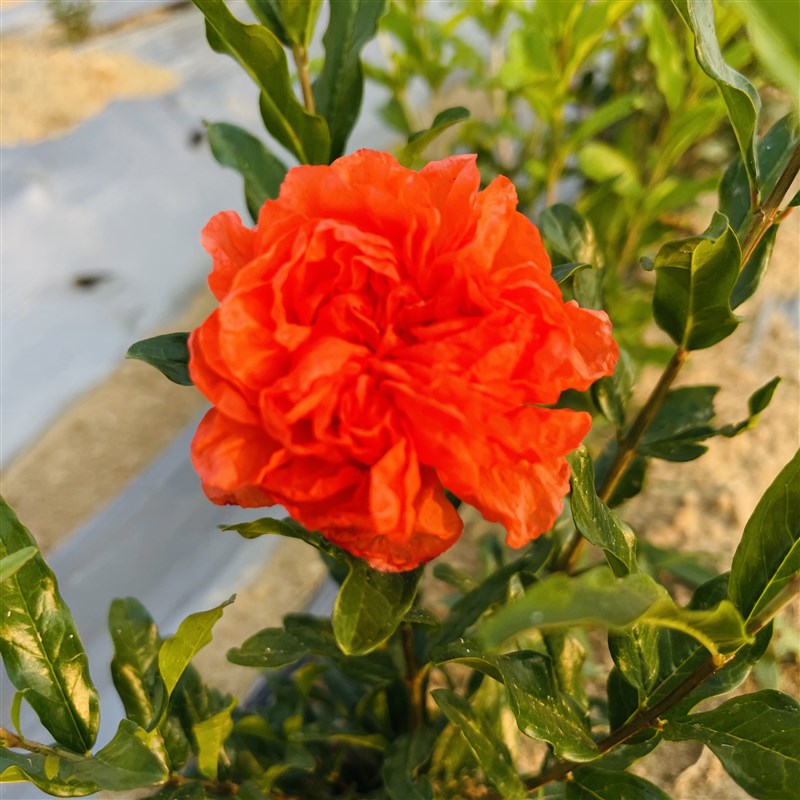 牡丹石榴盆栽树苗小老桩庭院大花重瓣石榴盆景造型阳台南北方种植