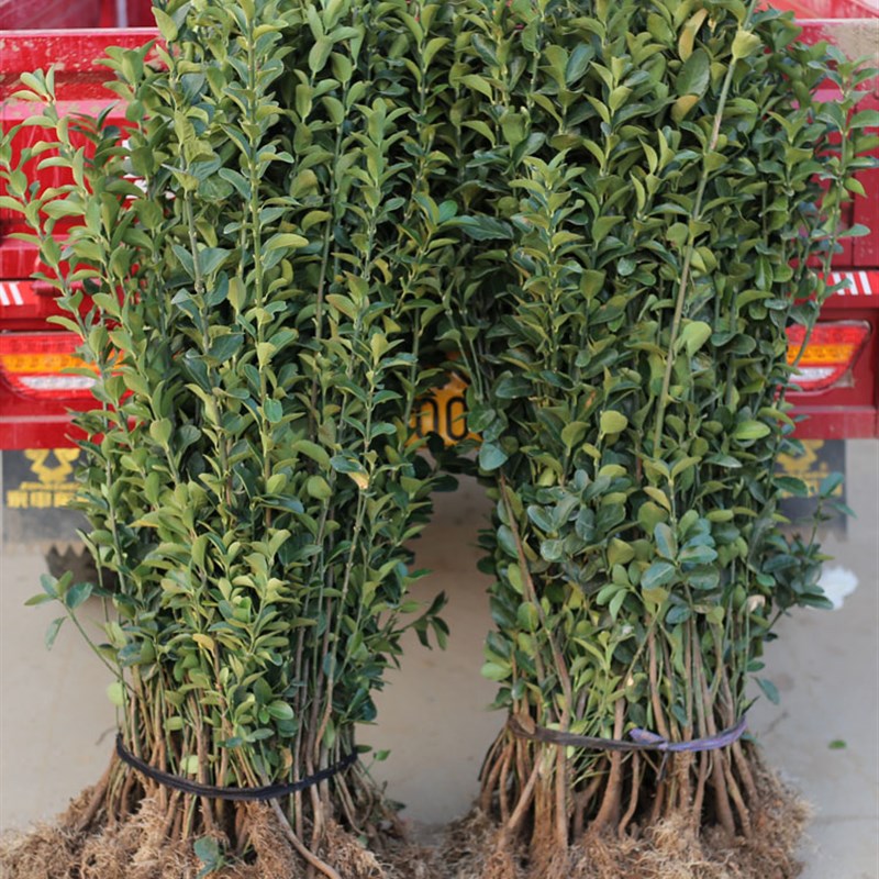 围墙篱笆植物大叶北海道黄杨苗冬青树苗四季常青耐寒庭院绿篱树苗