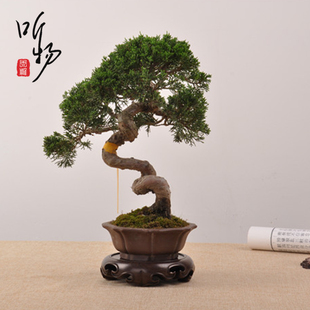 实木圆形底座花梨木整块镂空茶壶花瓶微型盆景茶杯玉石可挖槽木托