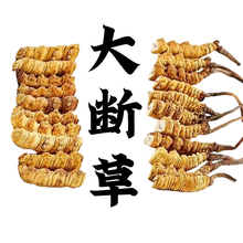 大号断虫草干货纯虫体冬虫夏草官方正品旗舰店西藏那曲野生断草