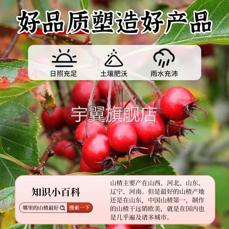 正宗山楂干泡水片干无添加天然去核儿童煮水一级官方旗舰店特级
